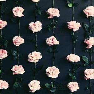 Meet your Posher, La